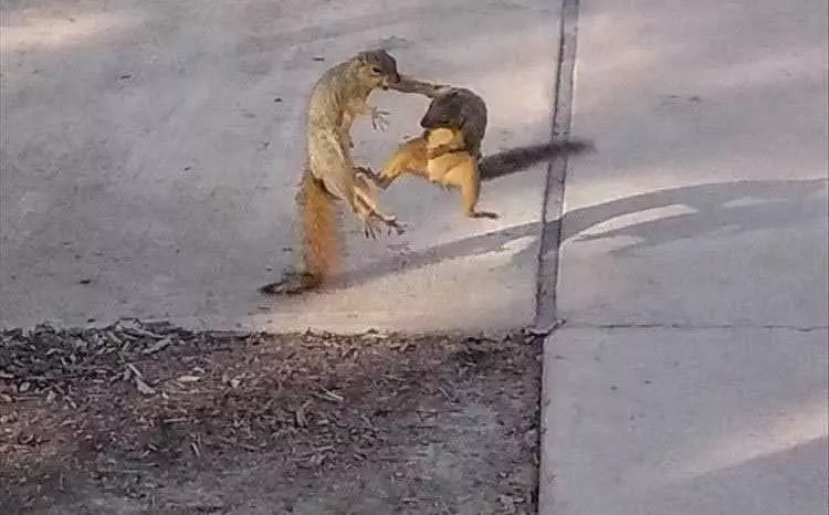 Animal Pictures Funny Enough To Floor You  Kung Fu Squirrels