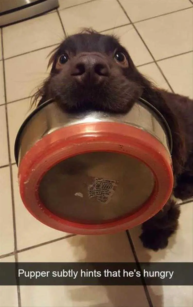 Puppy Pics Funny Subtle