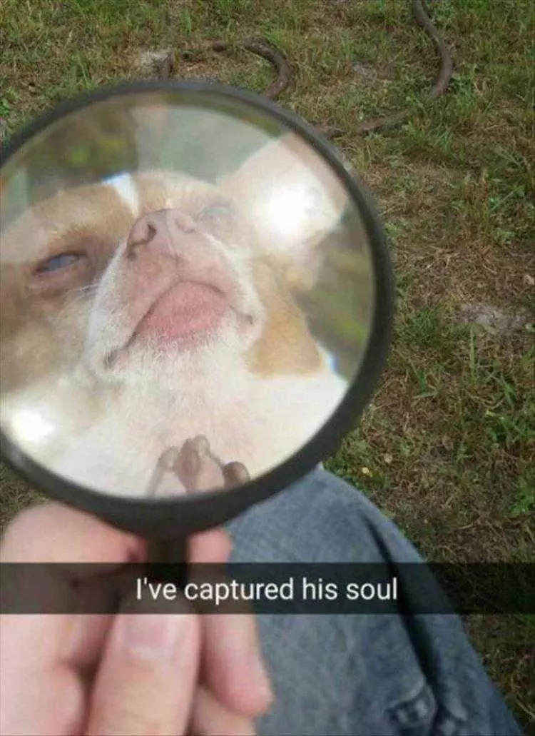 Dog Pictures Funny  Soul Captured