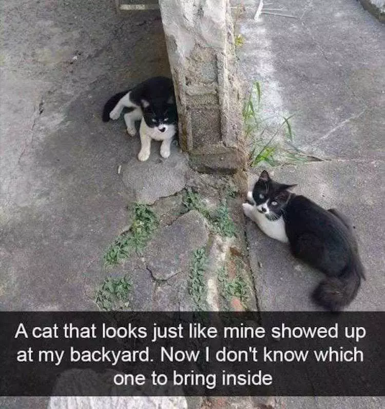 Cat Pictures Funny  Stray Twin