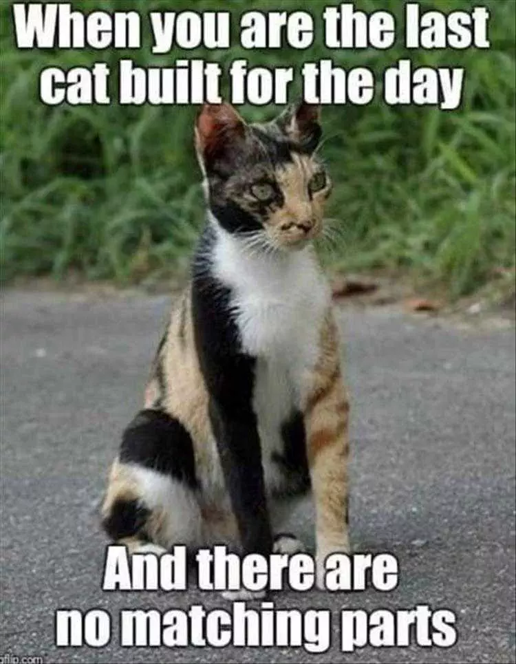 Funny Pictures With Captions  Junkyard Cat