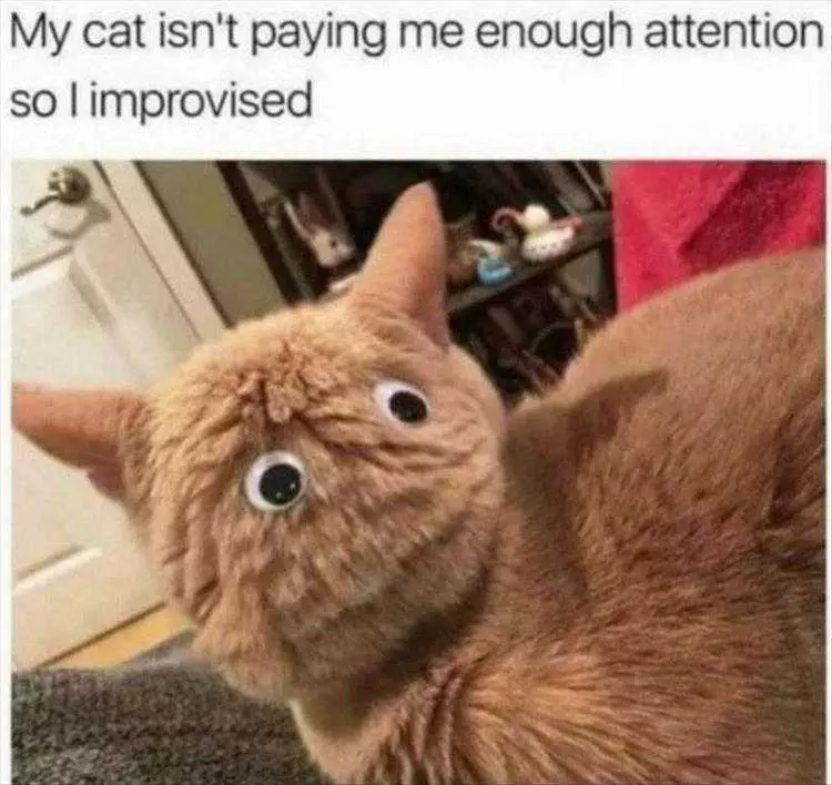 Funny Pictures With Caption  Googly Eyes On Cat