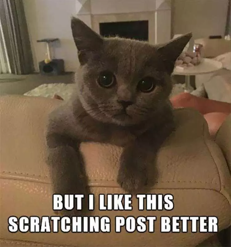 Funny Cat Pictures With Caption  Leather Scratch Post
