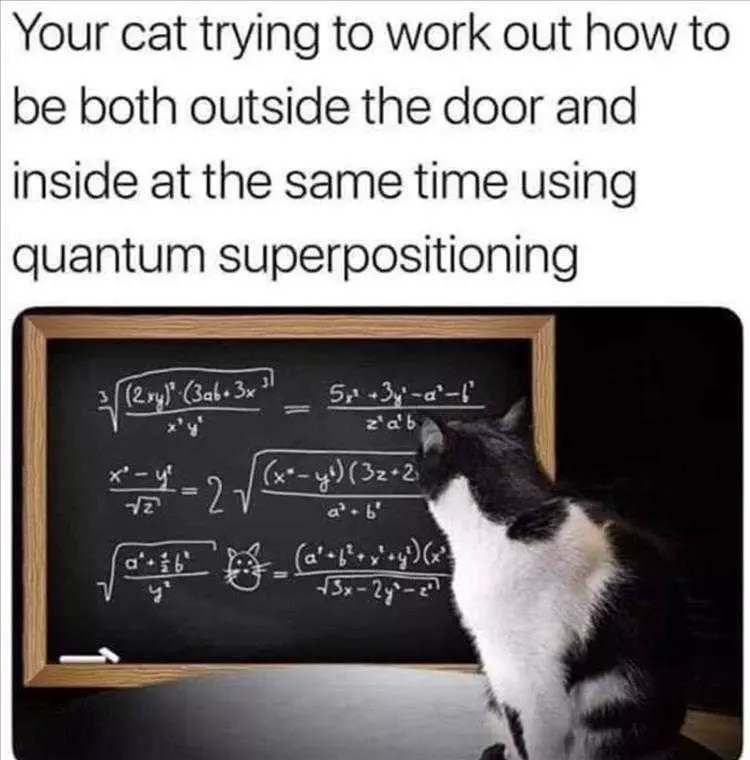 Funny Cat Picture With Caption  Schrodinger'S Cat