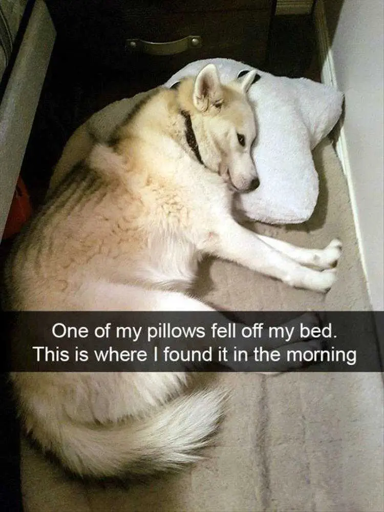 Funny Pictures With Funny Caption Fallen Pillow