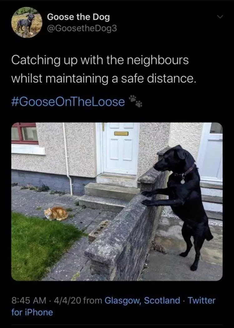 Lol Animal Memes  Maintaining Distance
