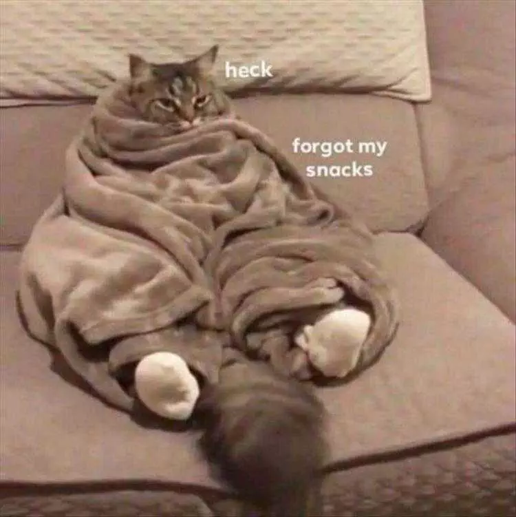 Funny Cat Photos  Forgot Snacks