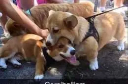 Top 24 Funny Animal Memes Of The Day 5Fe74Fdbc6E5C