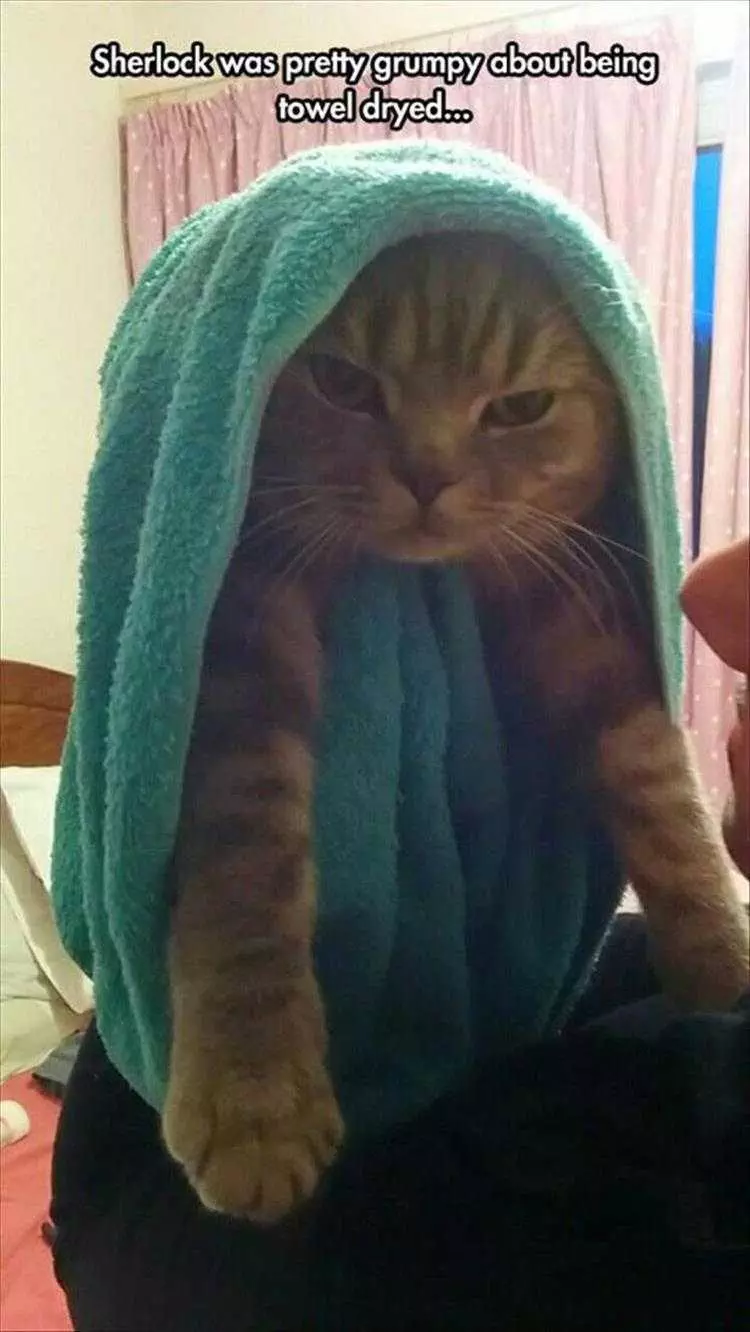 Funny Pet Cat Photos  Towel Dried