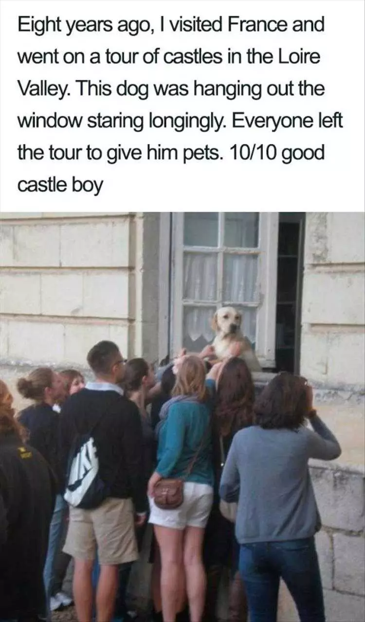Hilarious Pet Pics  Good Castle Boy