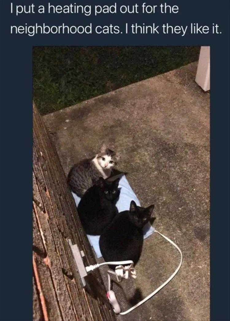 Hilarious Pet Pics Cats Know Where It's Warmest