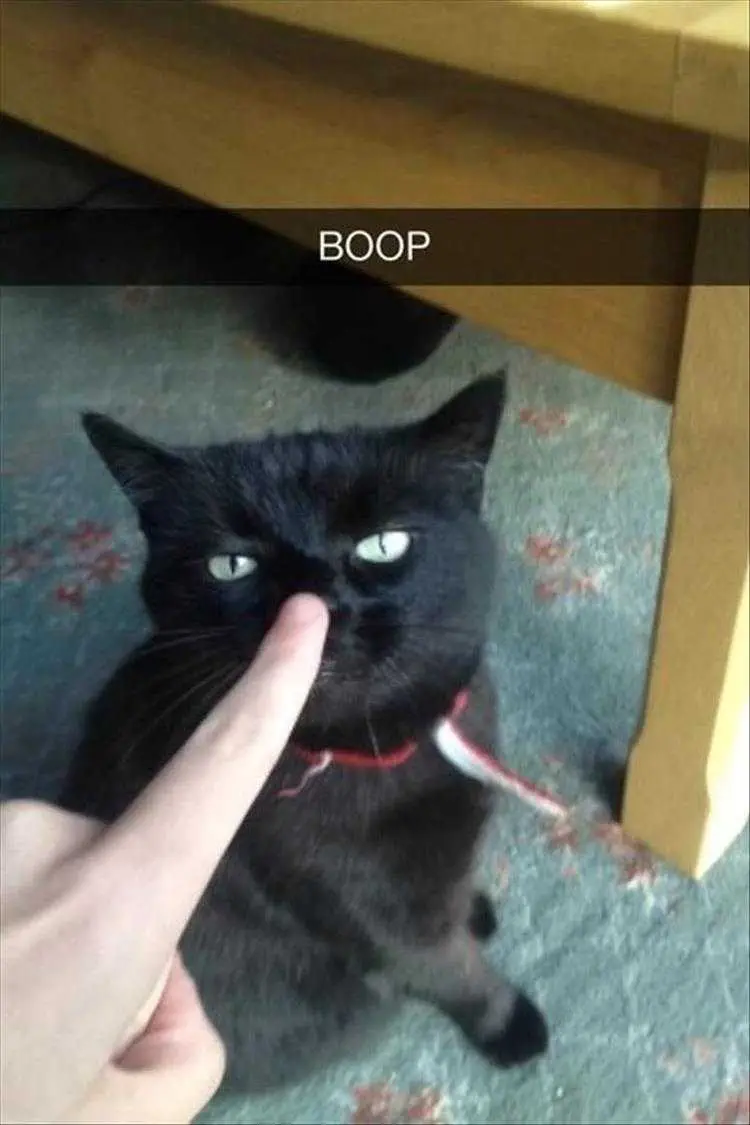 Hilarious Pet Pics Boop Button