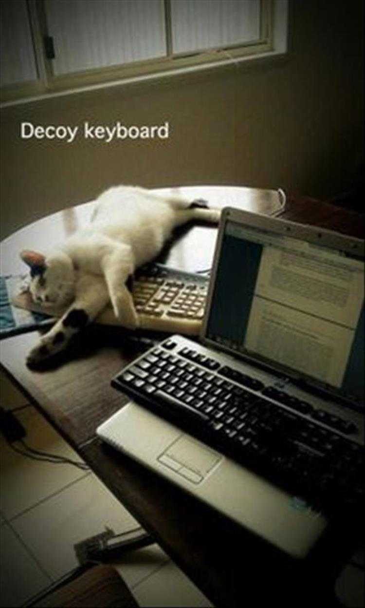 Hilarious Pet Pics Worked Like A Dream