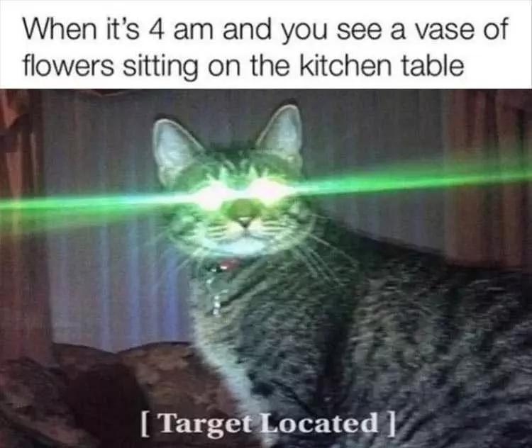 Cat Pictures Funny Captions Terminate