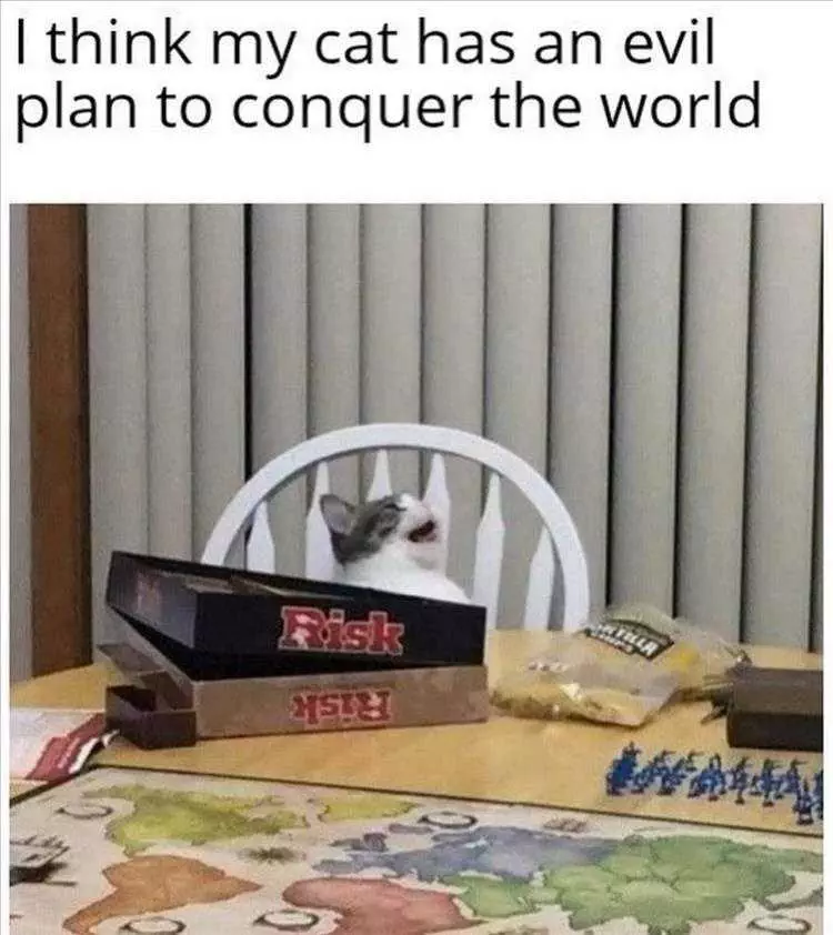 Cat Pictures Funny Captions  Cat Playing Risk