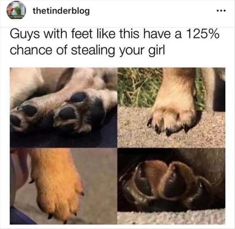 Dogs Pictures Funny Captions  Feet Of A Heartbreaker