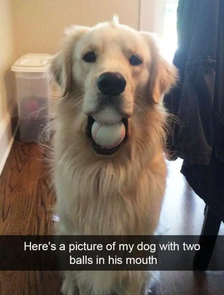 Animal Pictures Funny Captions  Dog 2 Balls