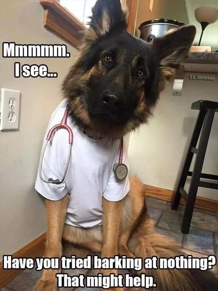 Animal Pictures Funny Captions  The Dog Doctor Is In The House