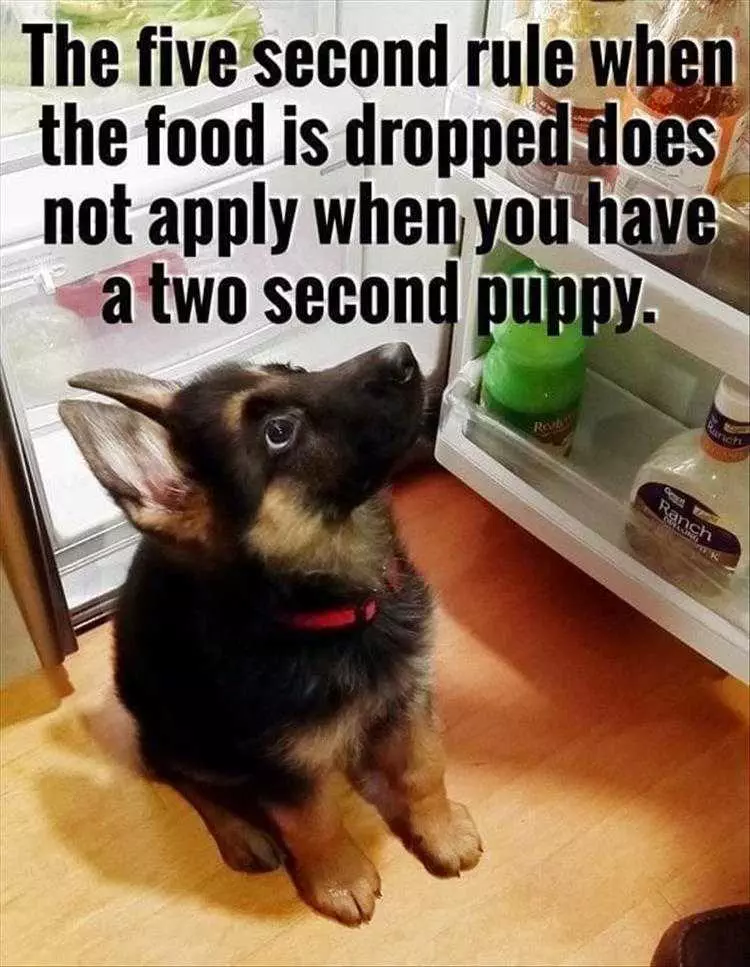 Puppy Pictures Funny Captions  5 Second Rule