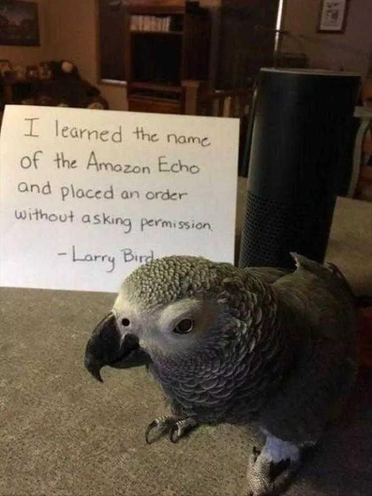 Animal Pictures Funny Captions  Parrot Orders Amazon