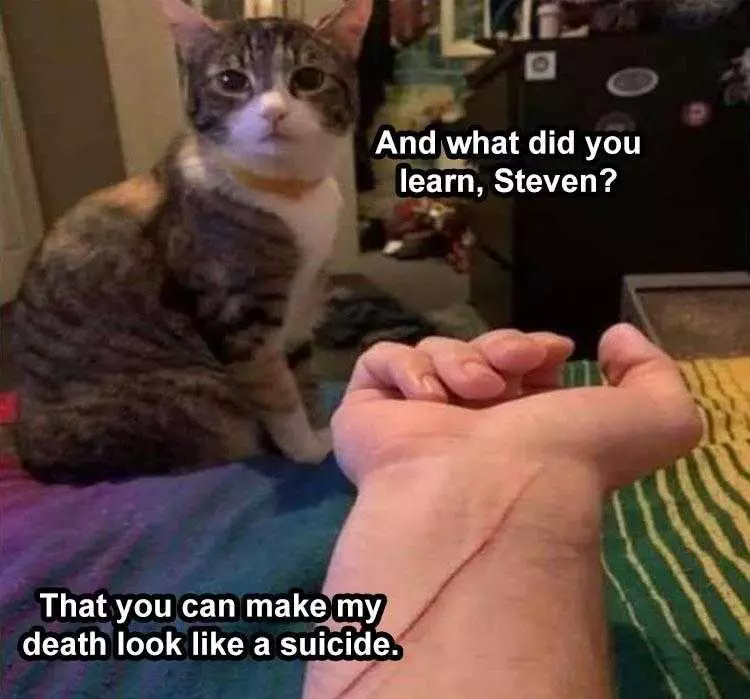 Funny Animal Pics Memes Cat Threat