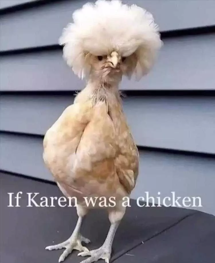 Funny Animal Pics Meme Karen Chicken