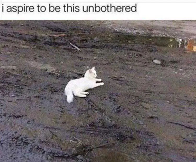 Funny Animal Pic Memes White Cat In Dirt