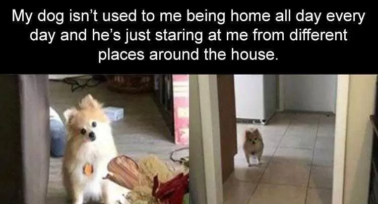 Funny Dog Pic Memes Dog Curiousity
