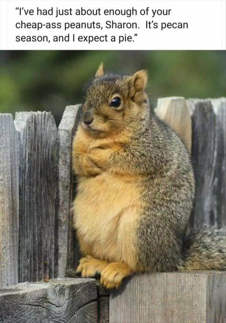 Funny Animal Pic Memes Demanding Squirrel
