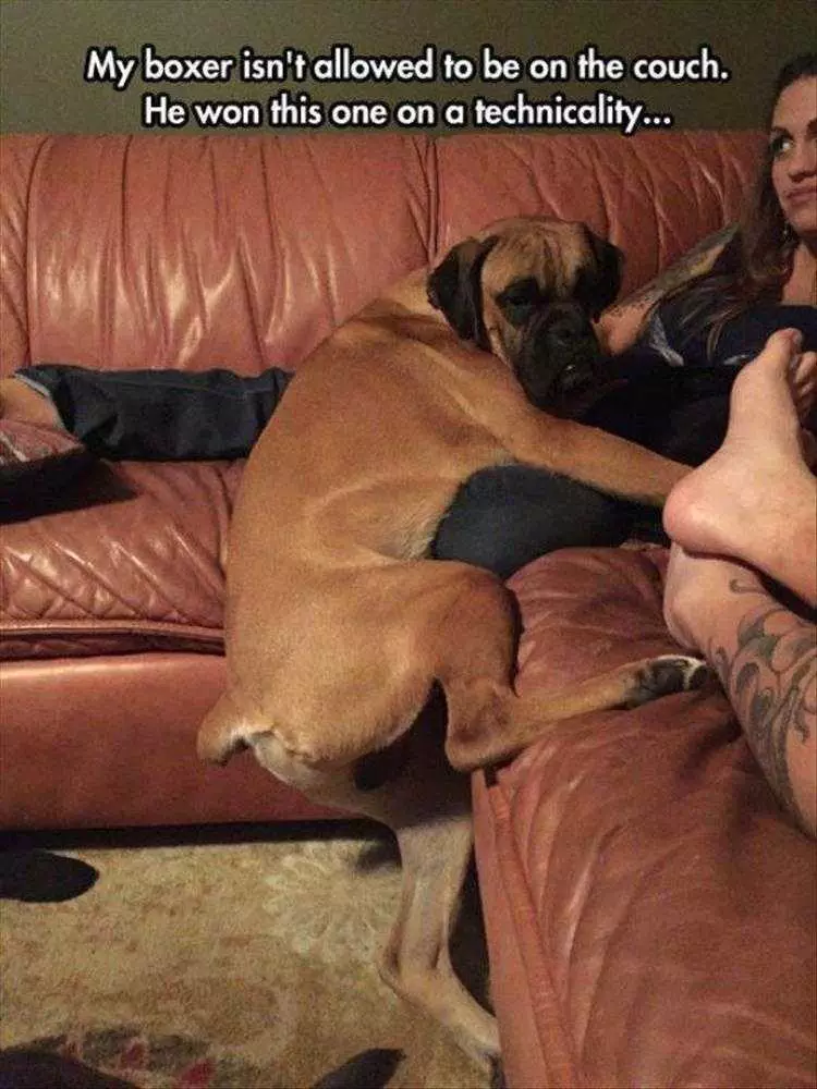 Funny Animal Pic Memes Dog Loopholes