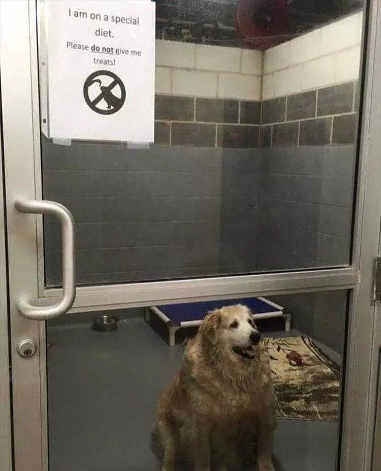 Funny Animal Pic Memes Sign Was A Little Late