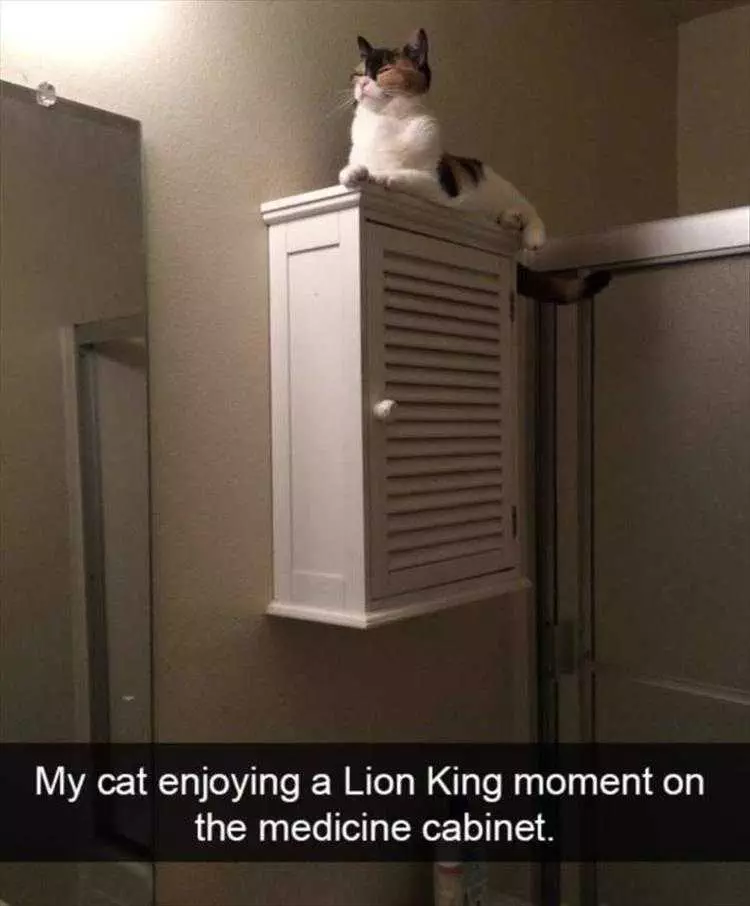 Funny Animal Pic Memes The Lion King