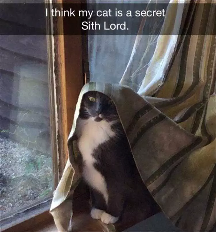 Funny Animal Pic Memes Sith Lord Cat