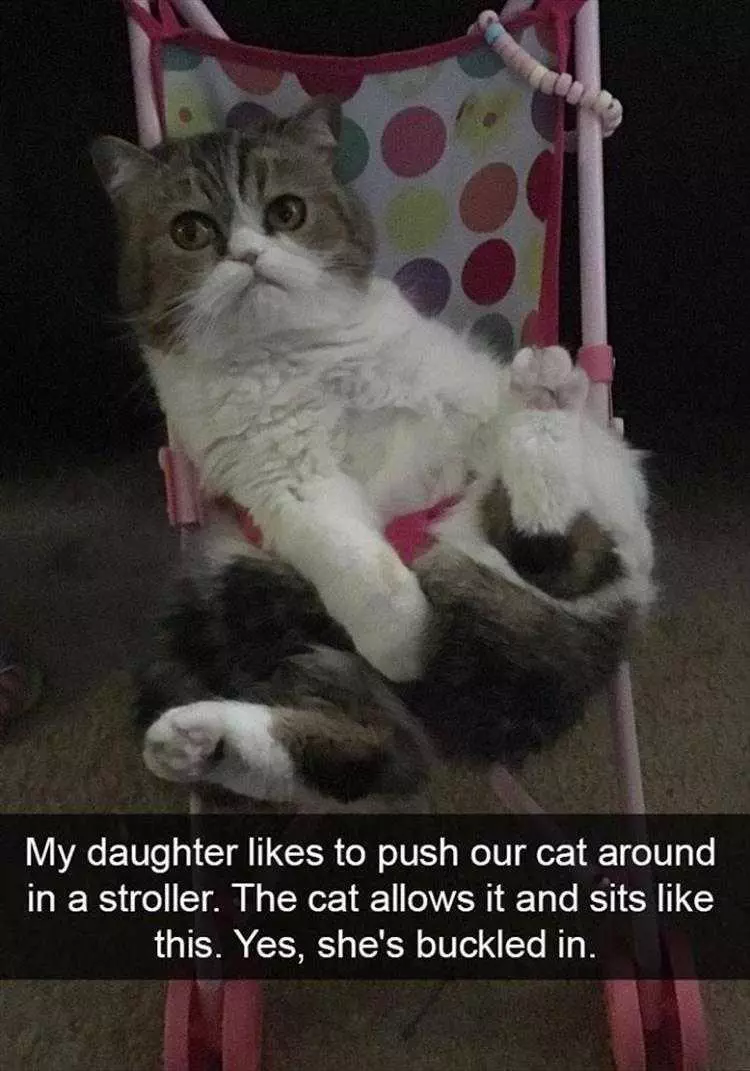 Funny Animal Pic Memes Cat Stroller