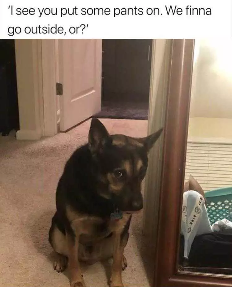 Funny Animal Pic Memes Lets Go Out.