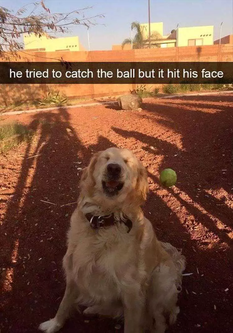 Funny Animal Pic Memes Bad Catch