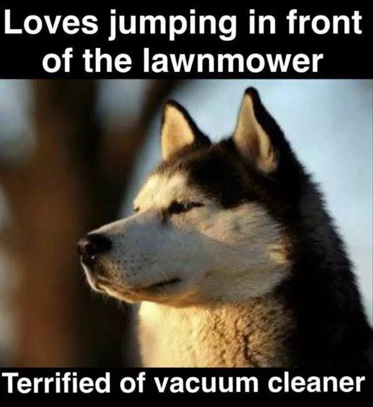 Funny Dog Pic Memes Husky Dilemmas