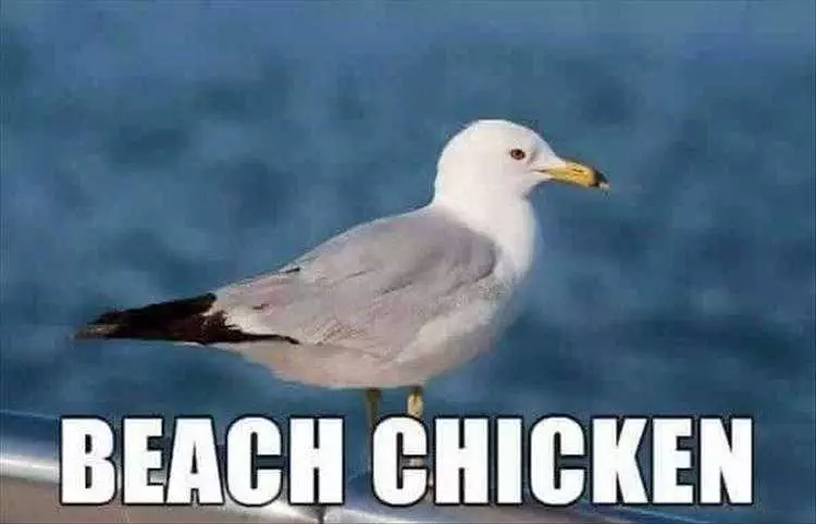 Cute Pet Memes  Beach Chicken
