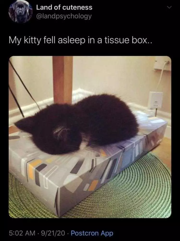 Cute Pet Memes  How Box Obsessions Start