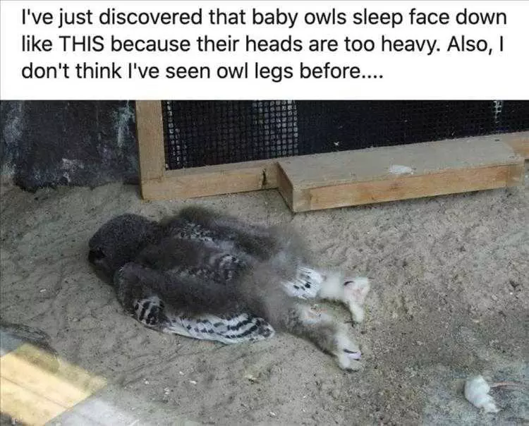 Cute Pet Memes  Drunk Baby Owls