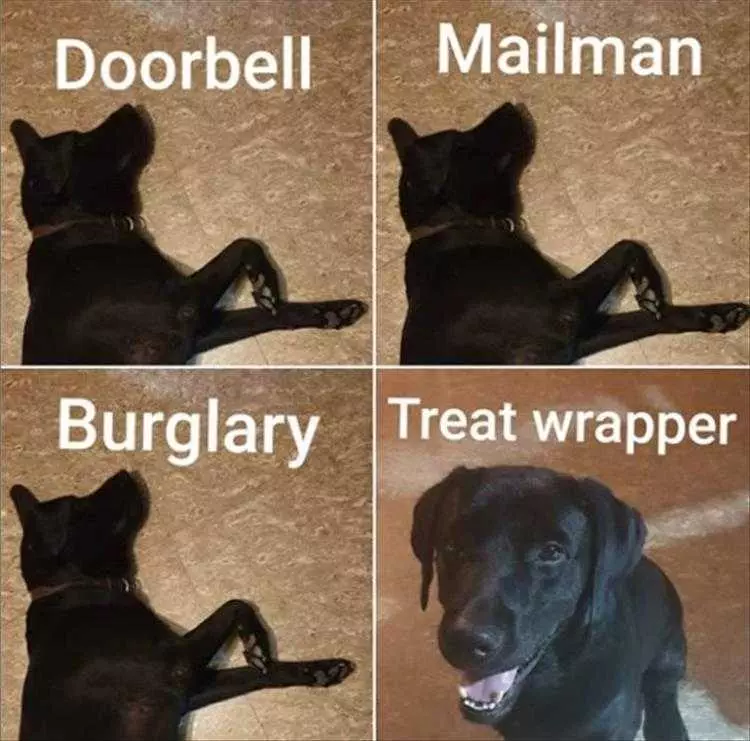Cute Pet Memes  Guard Dog Not My Job...