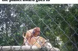 Cute Animal Pics  Tiger King
