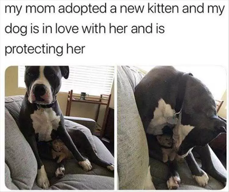 Top 25 Funny Animal Memes Of The Day 5Fe4Acde3401E