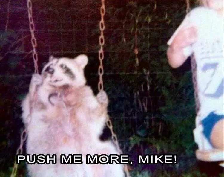 Top 25 Funny Animal Memes Of The Day 5Fe4Acdf198Bb