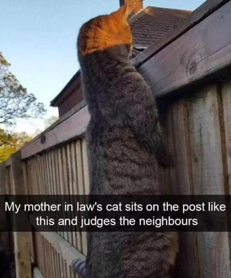 Top 25 Funny Animal Memes Of The Day 5Fe4Acdfd03A3