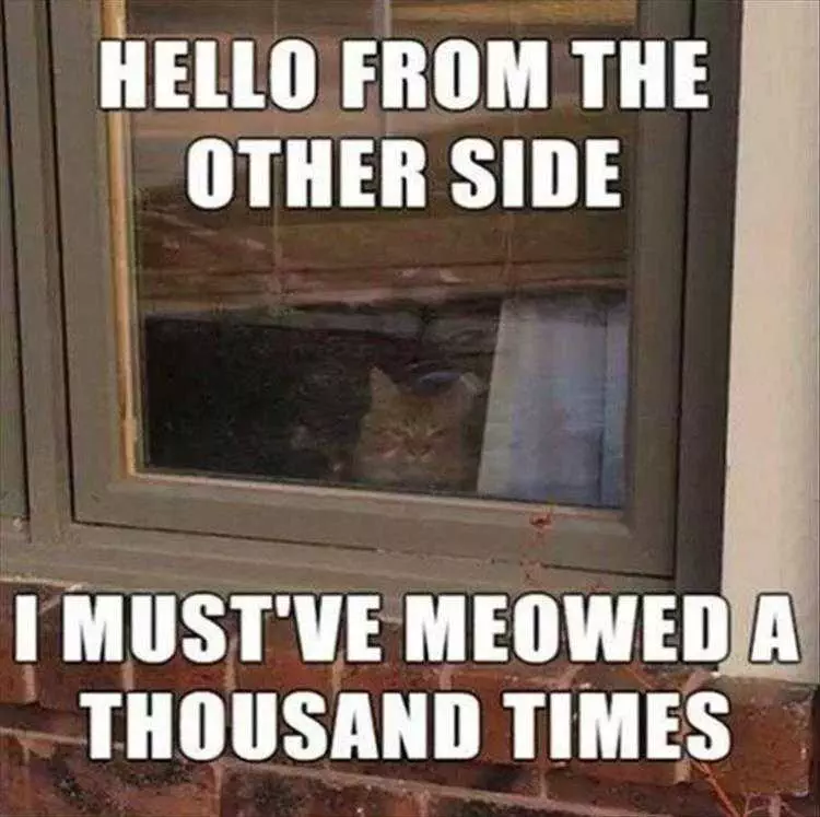 Top 25 Funny Animal Memes Of The Day 5Fe4Ace04D473