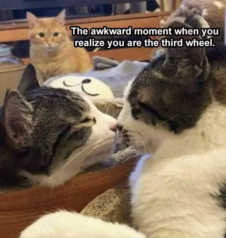 Funny Cat Memes With Captions  Third Wheel