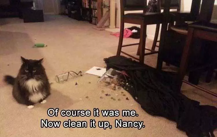 Funny Pet Memes With Captions Not Ashamed
