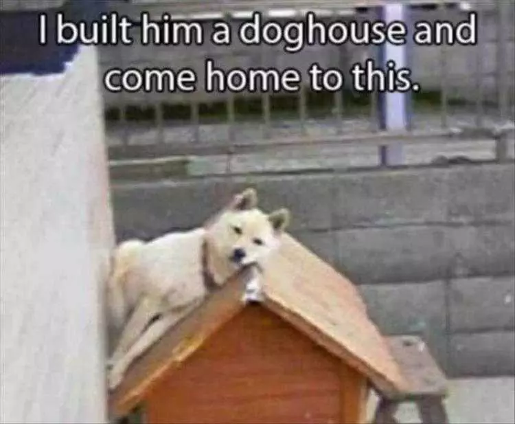 Funny Pet Memes With Captions Wasted Effort