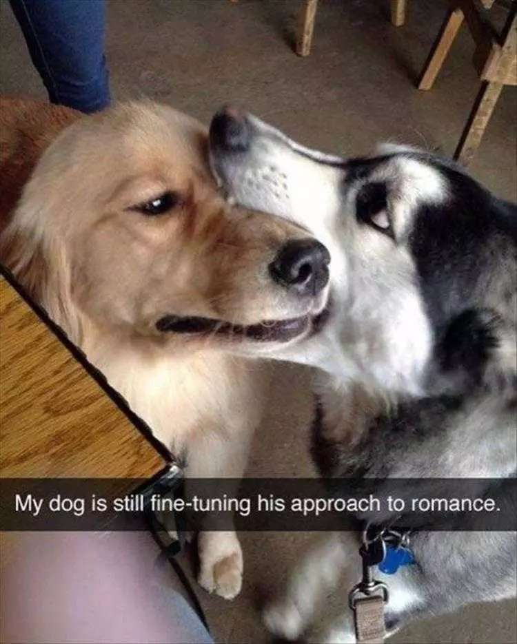 Funny Pet Memes With Captions  French Dog Kiss